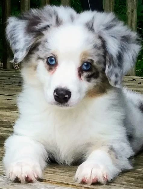 It can be straight or slightly wavy, and is highly weather resistant. . Mini australian shepherd puppies for sale under 500